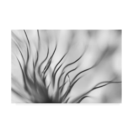 Keren Or 'Gray Dandelion Macro' Canvas Art,22x32